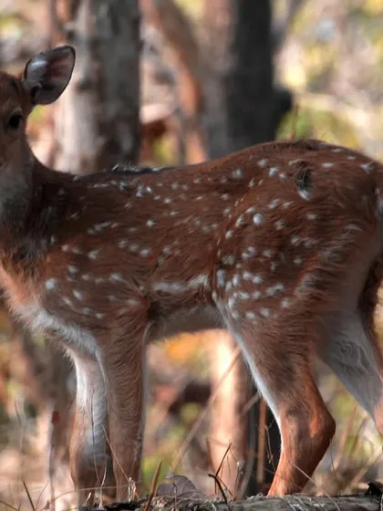 A curious Spotted Deer fawn stands in the dry forest, its innocent gaze fixed on the camera. The dappled sunlight mimics the spots on its coat, providing perfect camouflage.