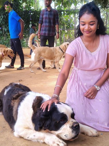 A guest gently petting our resident St. Bernard as he rests in the play area.