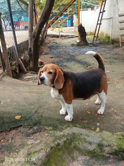 Even purebreds like this beagle find their way to us after being abandoned. Here, breed doesn't matter. Every dog is family and gets the same love and care.