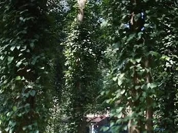 A dense forest of pepper vines climbing up trees at our Yercaud project, creating a deeply immersive and natural green environment.