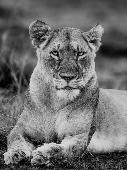 A game of stares. In monochrome, this lioness's gaze is even more powerful and direct. It’s a moment of connection, a silent conversation between photographer and subject.