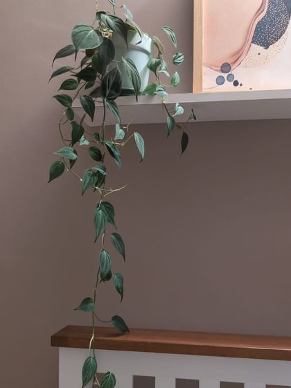The Philodendron Micans is a beautiful trailing plant with velvety, heart-shaped leaves. It's just as easy to care for as a regular pothos but adds a unique texture and iridescence.
