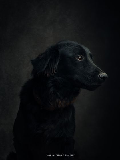 "You can always find hope in a Dog's eyes." This low-key portrait of a black dog is soulful and emotive, capturing the loyalty and love in its expression.