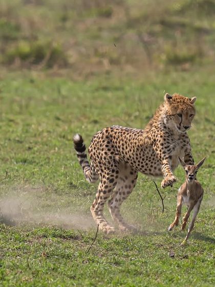 The chase intensifies. Dust kicks up from the ground as the cheetahs close in. Freezing this level of motion requires a shutter speed of 1/2000s or faster, which I balance with aperture and ISO to maintain a clean, sharp image.