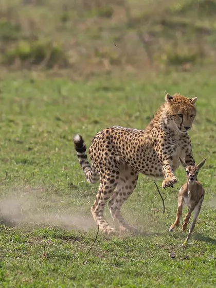 The chase intensifies. Dust kicks up from the ground as the cheetahs close in. Freezing this level of motion requires a shutter speed of 1/2000s or faster, which I balance with aperture and ISO to maintain a clean, sharp image.