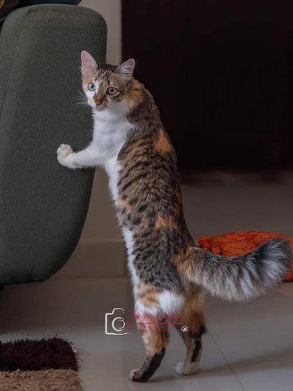 Hermione in a playful, standing pose, interacting with the furniture. At-home shoots capture these wonderful, unscripted moments of exploration.