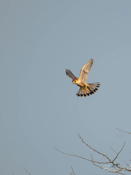 The Red-necked Falcon about to land on a treetop.