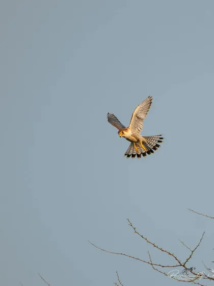 The Red-necked Falcon about to land on a treetop.