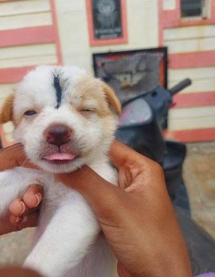 This little puppy with a black mark on its head is sticking its tongue out playfully. It's one of six puppies living by the road, in need of a safe home.