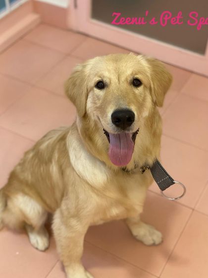 Zeenu's Pet Spa - Dog Grooming & Spa Gentle Giants & Large Breed Care photo 7