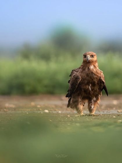 A Tawny Eagle stands on the ground, its feathers ruffled and its gaze locked. This ground-level shot offers a different, more intimate perspective on this powerful bird of prey.