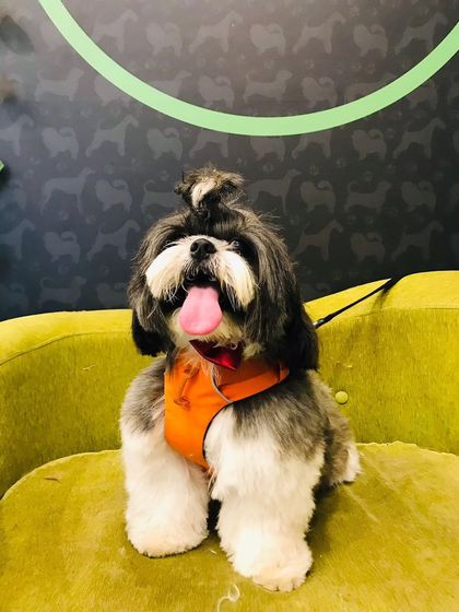 Tails of the City - Pet Spa & Creative Styling Our Happy Pack: Client Gallery photo 16