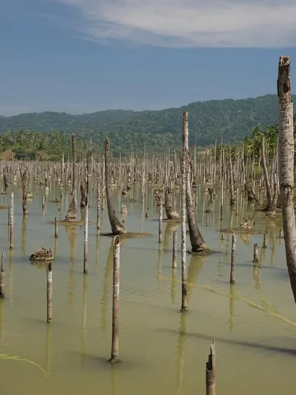Vast tracts of mangrove forests in the Andamans were turned into swathes of dead stumps by the tsunami. This is a landscape of death, a powerful reminder of nature's force.