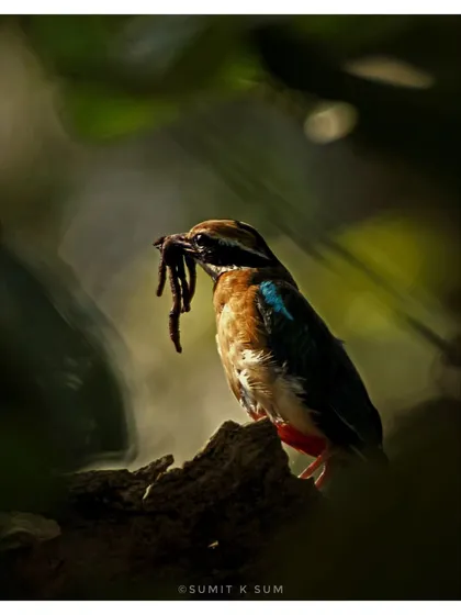 The forest floor is full of stories. I waited patiently in the shadows to capture this Indian Pitta, or 'Navrang', with a mouthful of worms for its young. The dramatic lighting highlights this intimate moment of parental care.