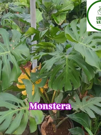 The Monstera plant, with its iconic split leaves, brings a tropical jungle vibe indoors.