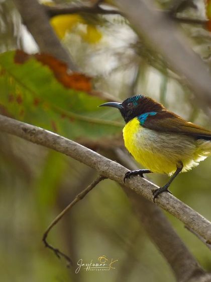 A male Purple Sunbird in breeding plumage, its iridescent blue and purple cap shining.