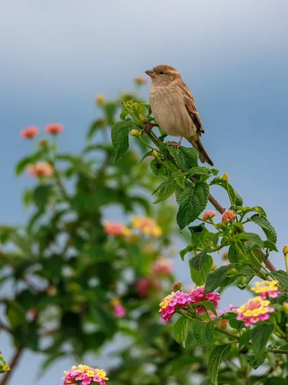 A common House Sparrow perched among colorful Lantana flowers. Even the most familiar birds can create beautiful photographs.