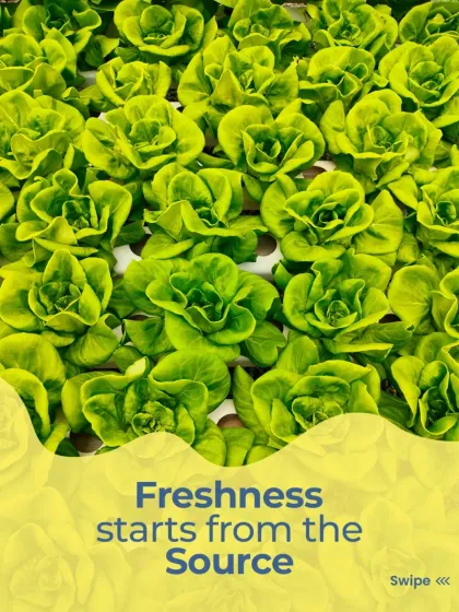 It all starts here. I use hydroponically grown lettuce, which means it's incredibly fresh, crisp, and clean. You can taste the quality in every single bite.