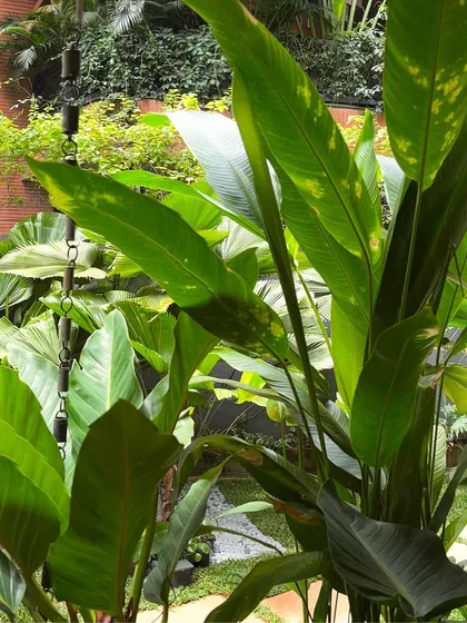 Our garden makeover at Kasturba Road combines an array of houseplants, vibrant ornamentals, and lush trees in perfect harmony, creating a serene and beautiful environment.