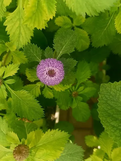 This is Wild Cumin, another of the medicinal herbs I am experimenting with. Its unique flower is quite beautiful.