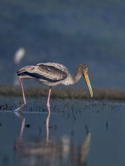 A sub-adult Painted Stork wading through the shallow waters of Sultanpur National Park, its reflection trailing behind.