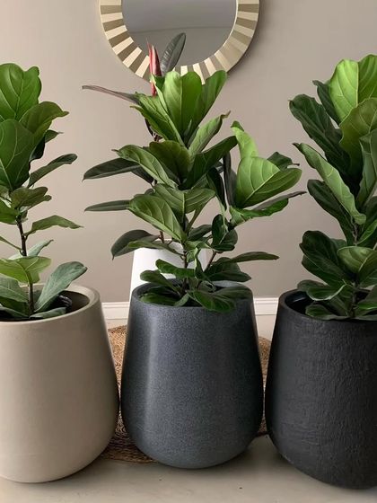 I offer planters in various colors and finishes to suit any style. Here are three Fiddle Leaf Figs in a range of modern grey and black pots.