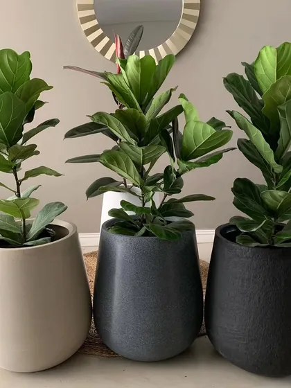 A trio of Fiddle Leaf Figs in different textured pots. I offer a variety of planters to ensure your new plant complements your existing interior design.