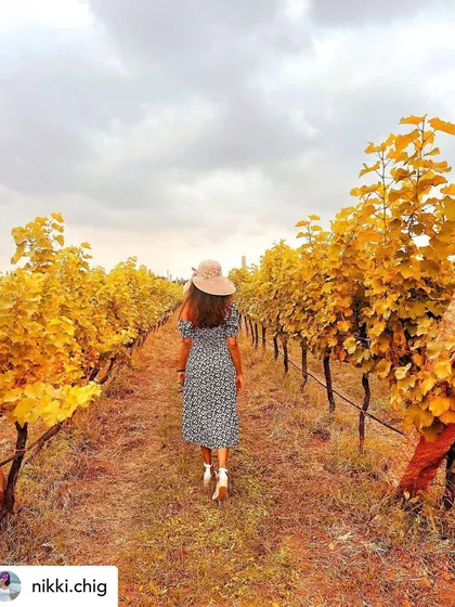 A walk through our vineyards is a truly sensory experience, especially when the leaves turn to gold. This path, winding through rows of vines, is where the story of our wine begins, offering a peaceful escape and a connection to the land itself.