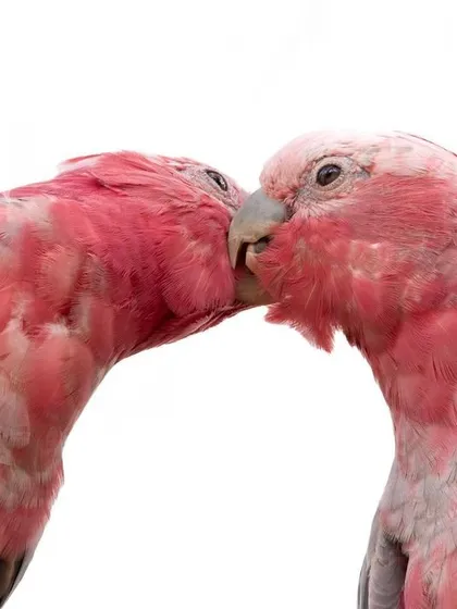 I found a huge flock of Galahs on an overcast morning in Melbourne. The soft, flat light was perfect for this high-key shot of two birds sharing an intimate moment, their vibrant pink feathers standing out against the white sky.