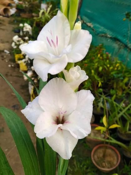 A stalk of white Gladiolus flowers. These are elegant cut flowers and also look stunning in the garden.