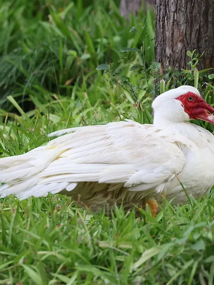 A Muscovy Duck, native to the Americas, spotted in an urban park in Shanghai. This species was introduced to China in the 18th century and has since established feral populations in many city parks.