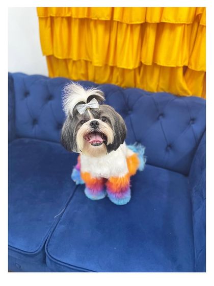 Furrybells Pet Grooming - Pet Grooming (Dogs & Cats) Creative Coloring & Styling photo 18