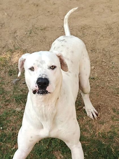 Jade showing his playful side. While he boards with us, we ensure he gets the exercise and structure his breed needs.