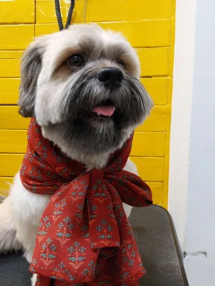 Jhumru looking proud and handsome post-groom. Our grooming services help bring out the personality and beauty of every dog.