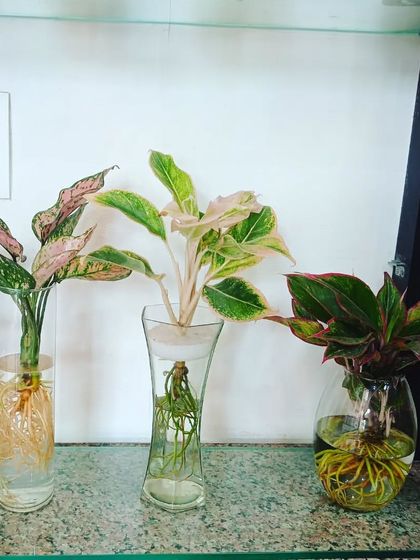 Hydroponic & Water-Based Plants photo 18