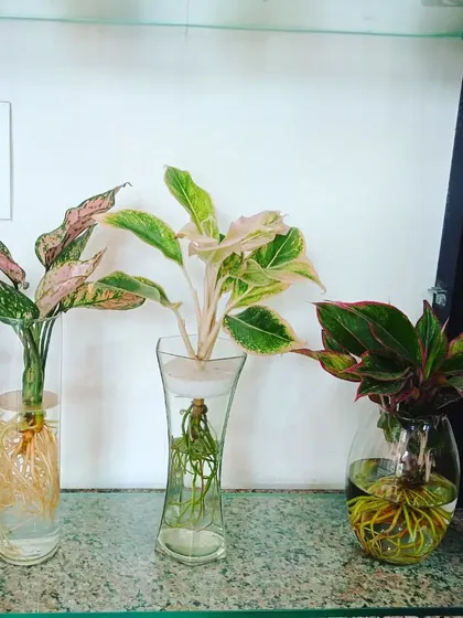 A trio of Aglaonema plants in different glass vases, showcasing the variety in leaf color and pattern.
