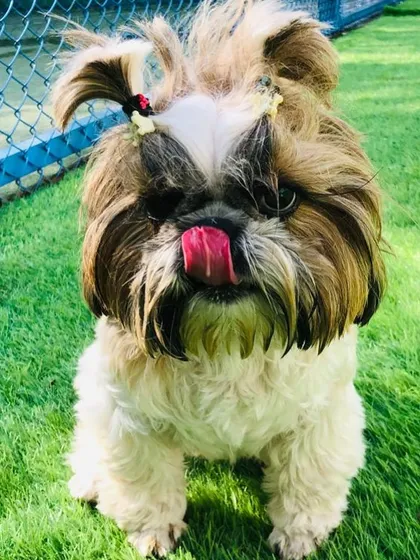 Tongue out Fridays are a thing, and this stylish Shih Tzu with her cute ponytails is rocking the look.