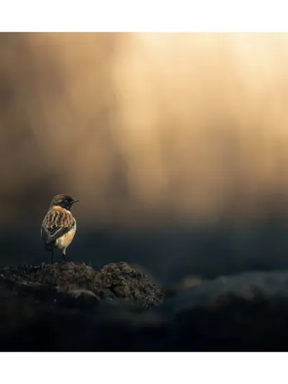 A Siberian Stonechat perches on the dark earth, its small form silhouetted against a backdrop of warm, golden light. The contrast creates a dramatic and moody portrait.