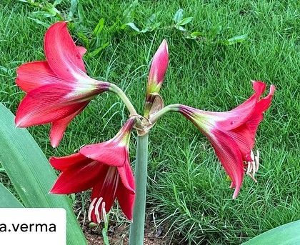 Another shot of the beautiful red amaryllis, a splash of color against the lush green grass.