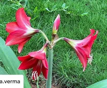 The beautiful red amaryllis, a symbol of pride, determination, and radiant beauty. Its presence in our garden adds a splash of brilliant color.