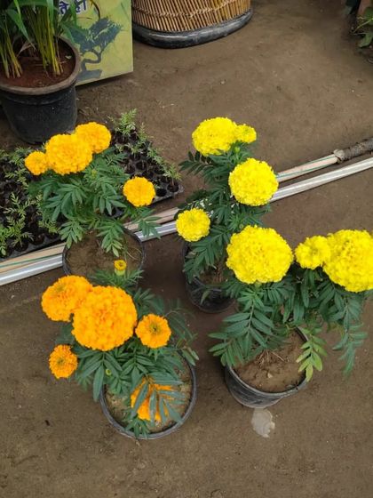 A few Marigold plants ready for sale. You can see the difference in color between the yellow and orange varieties.