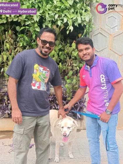 My team member with Pluto after his safe relocation from Delhi to Hyderabad. I provide end-to-end service, including pickup and drop-off.