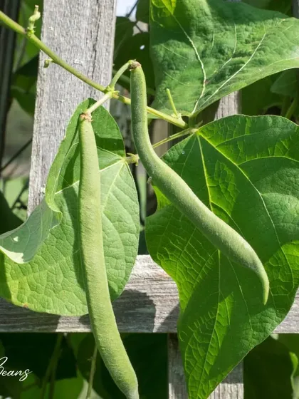 Beans are another classic vining plant that benefits greatly from a trellis. Growing them vertically not only saves space but also makes harvesting much easier.