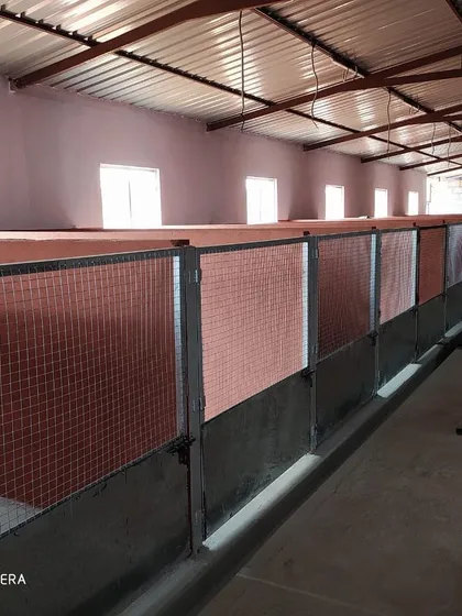We proudly offer some of the largest dog kennels in Bangalore. This wide view shows our clean, spacious, and well-ventilated indoor facility where each dog gets their own private space to rest comfortably.