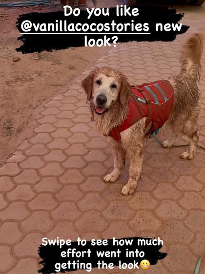 Deepthi - Dog Travel & Adventure Coaching Water Adventures: From Pools to Open Seas photo 9