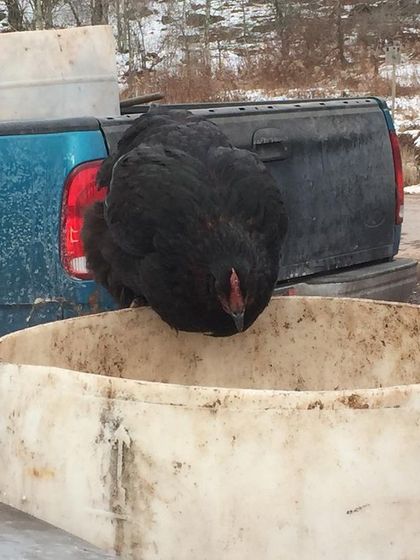 Another shot of a chicken diving into a barrel. They are fearless foragers and a key part of my composting method, which I detail in my workshops on composting with chickens.