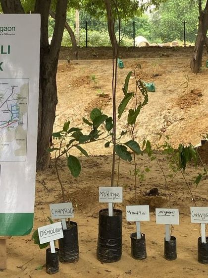We collaborated with Gap Inc. to plant 100 native saplings like Moringa and Bistendu at Aravali Creek. Their team's effort helps enhance biodiversity and improve this crucial flood control system.