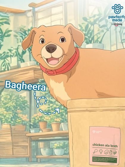 And here's Bagheera, looking happy and adventurous. I love seeing our furry customers as anime characters!