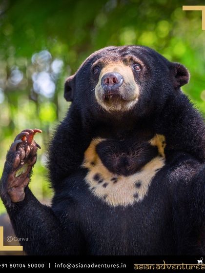 Global Wildlife Adventures photo 8