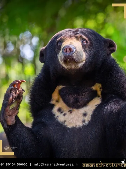 A Malayan Sun Bear, the smallest bear in the world, looks up from the forest floor in Borneo. Our tours visit conservation centers like the one in Sepilok, where you can learn about efforts to protect this species.